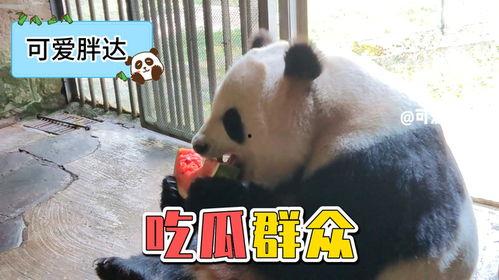 吃瓜熊猫动画视频下载免费,免费下载，欢乐无限