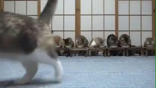 吃瓜很响的视频,吃瓜很响视频引发全网热议！