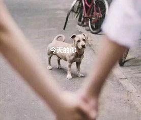 吃瓜群众舔狗视频大全最新,揭秘网络热梗背后的真实情感