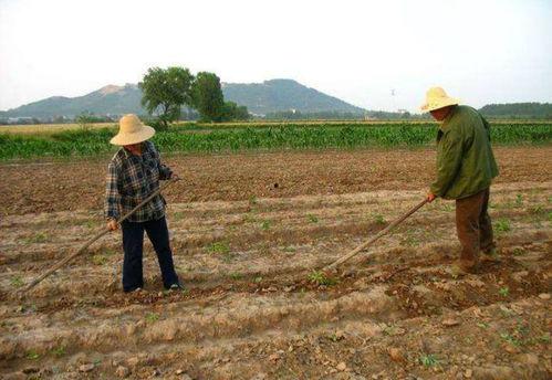 几月种田瓜最合适吃呢视频,几月种田瓜，收获美味佳肴”